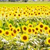 Thumbnail of related posts 005